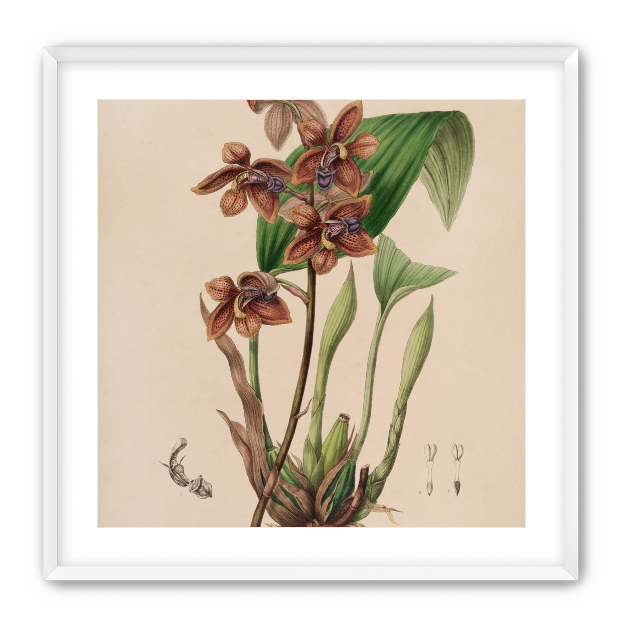 Speckled orchids on pale paper