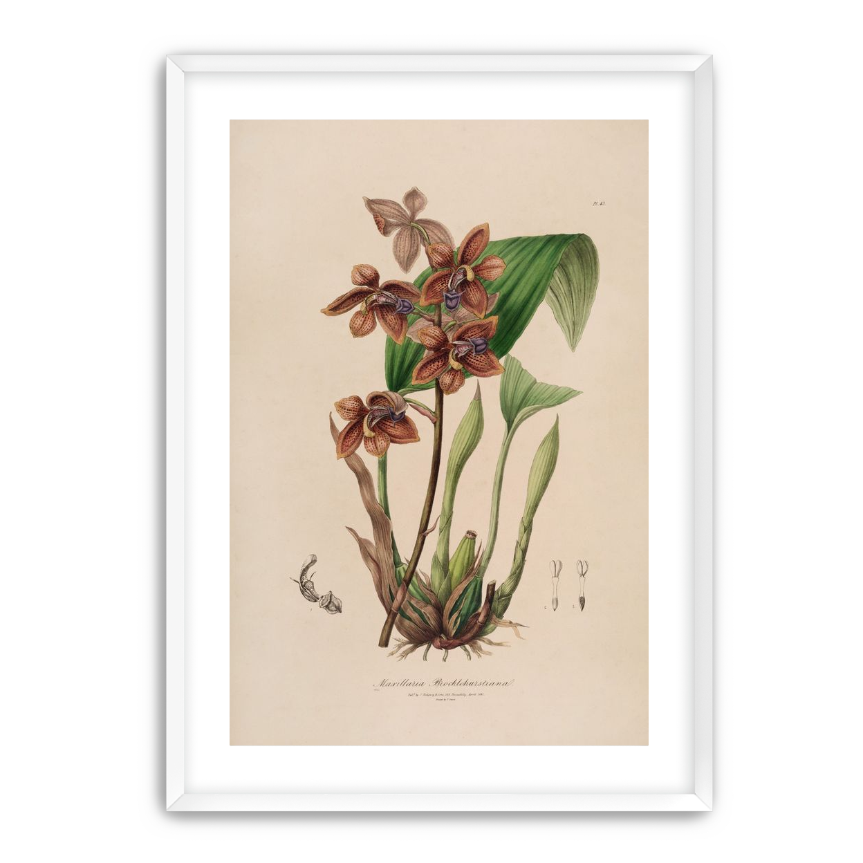 Speckled orchids on pale paper