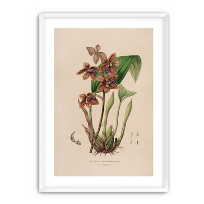 Speckled orchids on pale paper