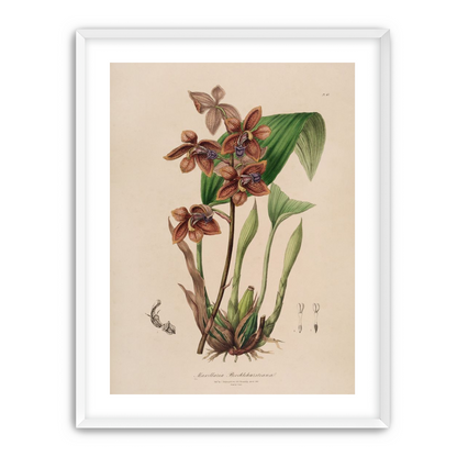Speckled orchids on pale paper