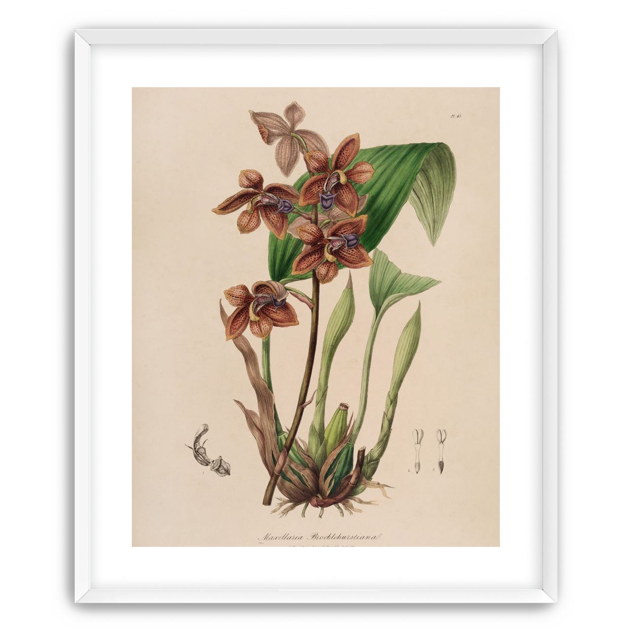 Speckled orchids on pale paper