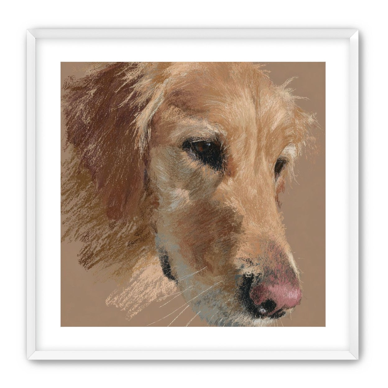 Warm browns on a golden retriever