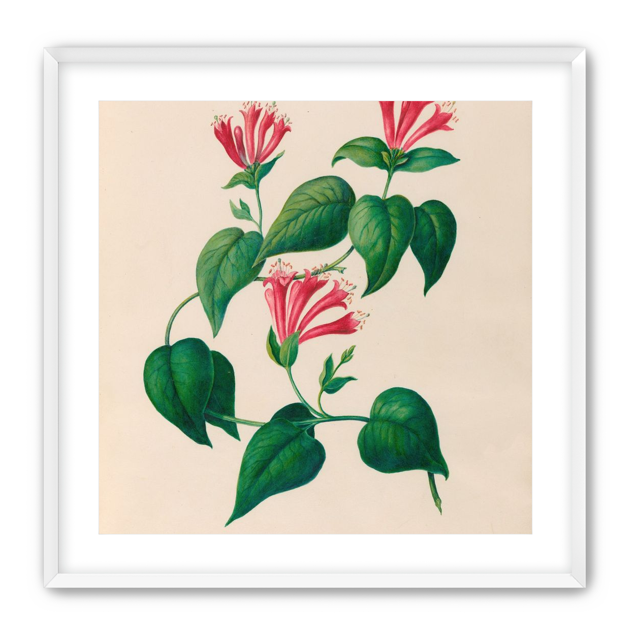 Three trumpets on a vine