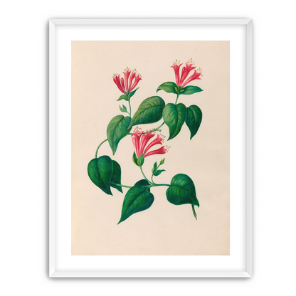 Three trumpets on a vine