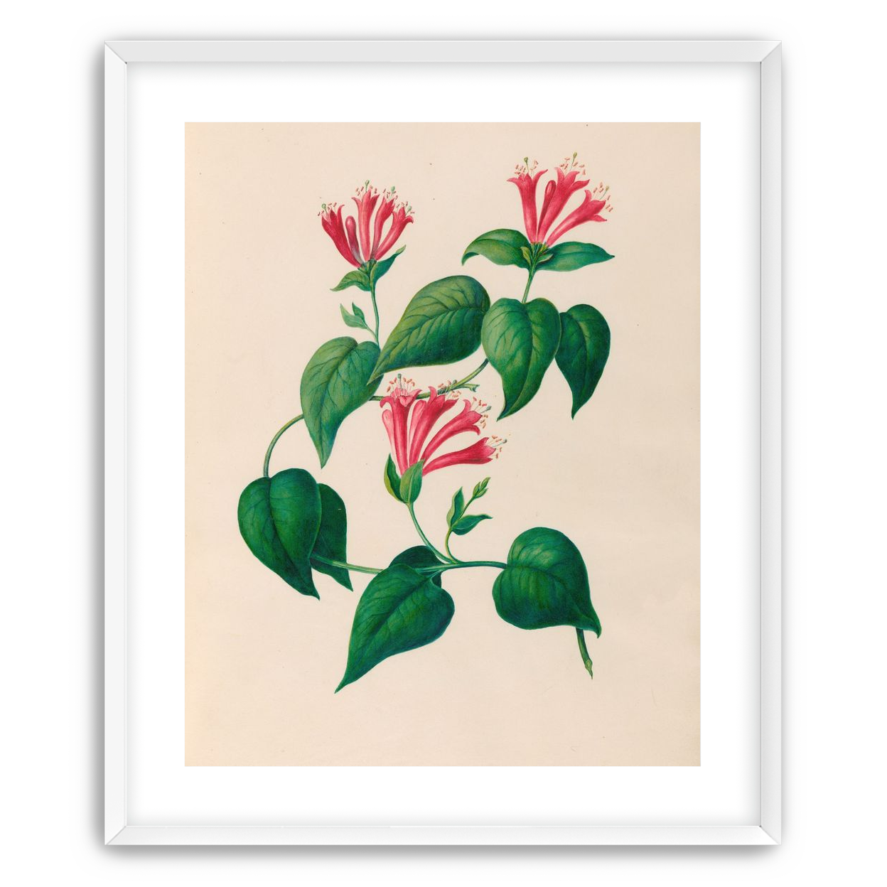 Three trumpets on a vine