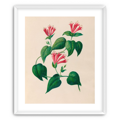 Three trumpets on a vine