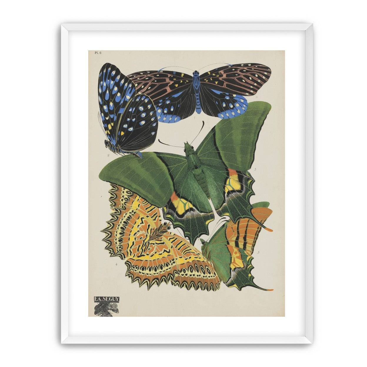 Butterflies on a pale plate