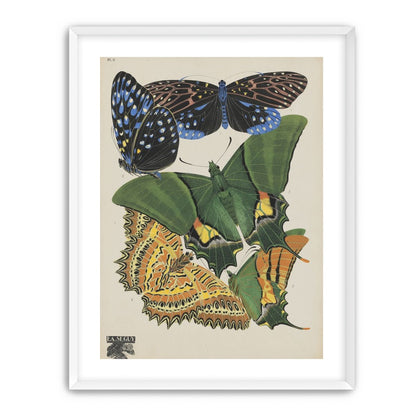 Butterflies on a pale plate