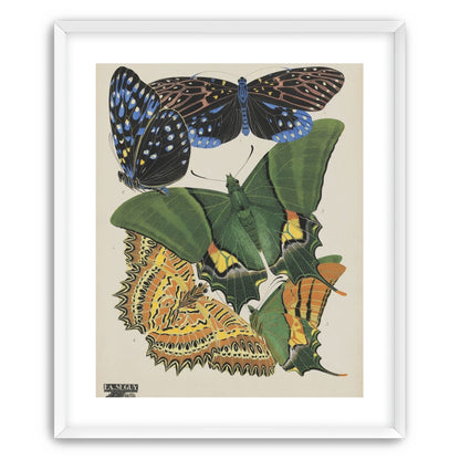 Butterflies on a pale plate