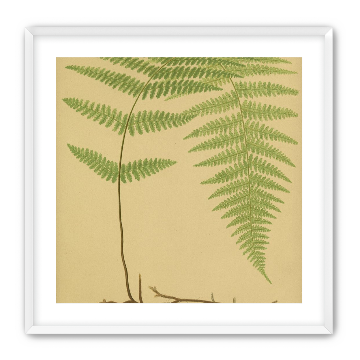 Green frond on tan paper