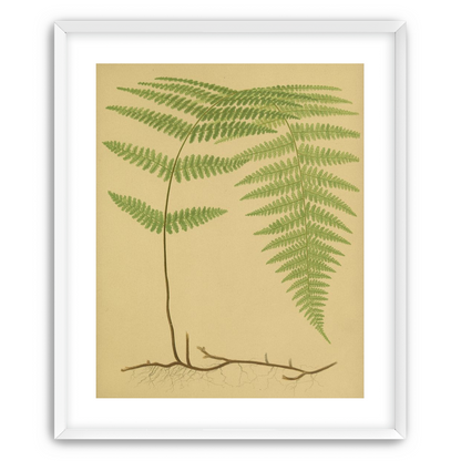 Green frond on tan paper