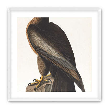 Brown hawk on rock