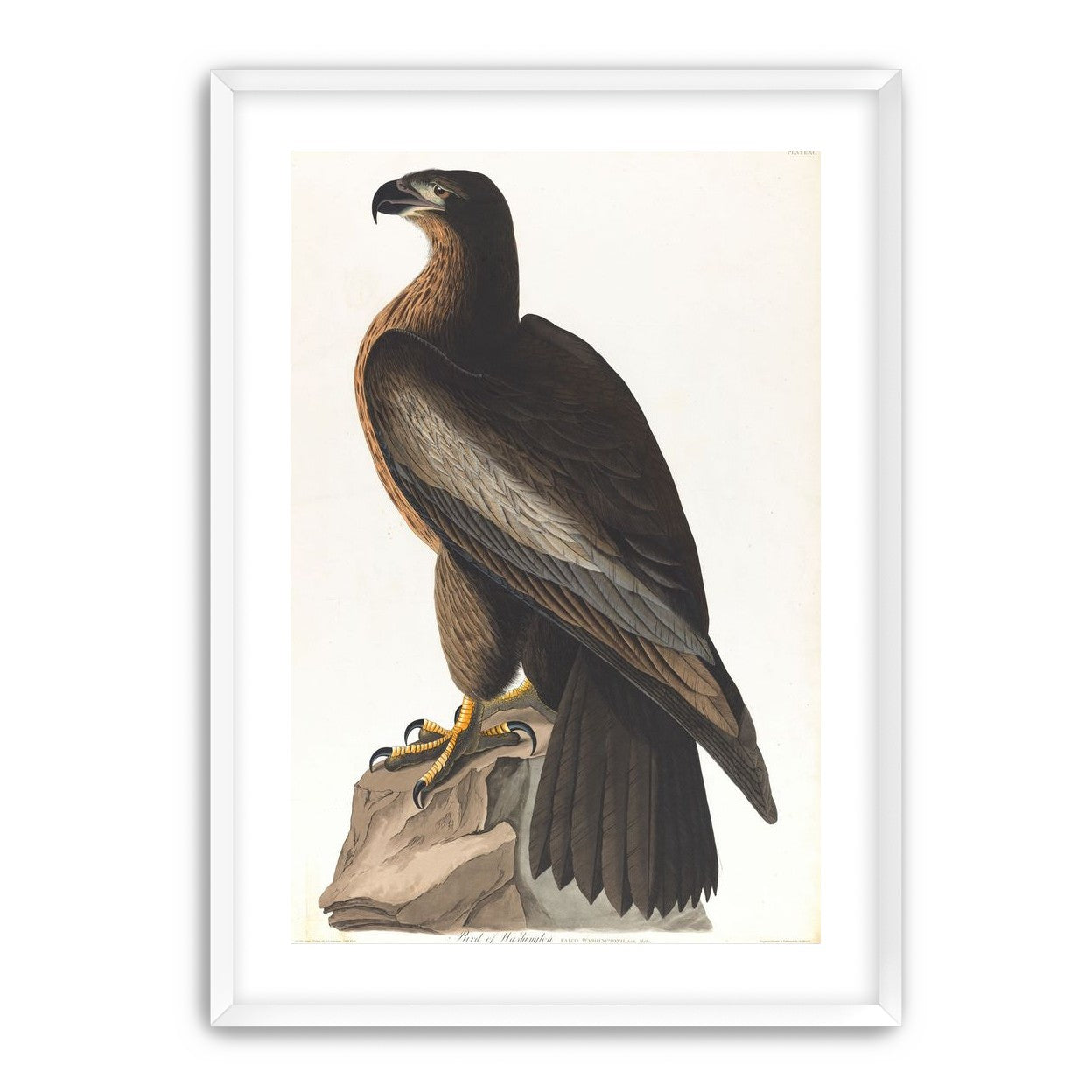 Brown hawk on rock