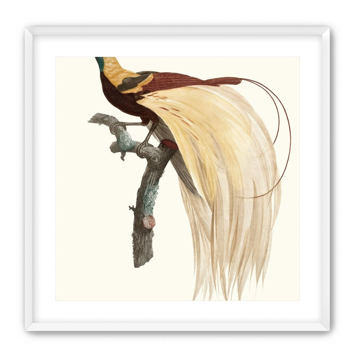 Open beak and trailing plumes