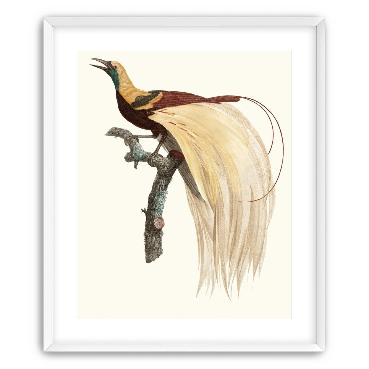 Open beak and trailing plumes