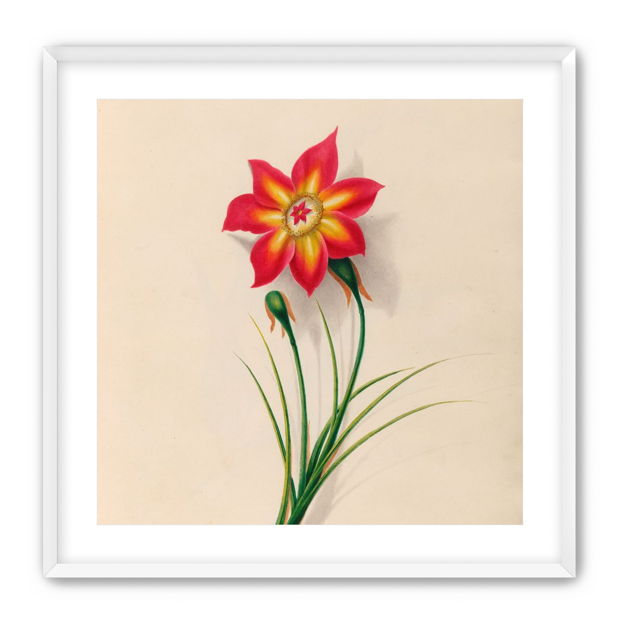 One flower above two buds