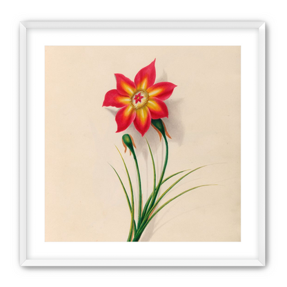 One flower above two buds