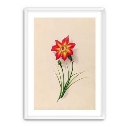 One flower above two buds