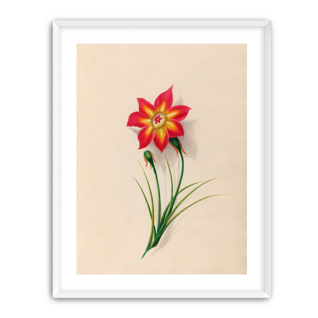 One flower above two buds