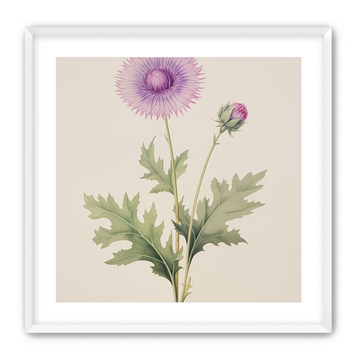 Lavender Radiance