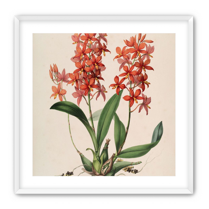 Red orchids on white paper