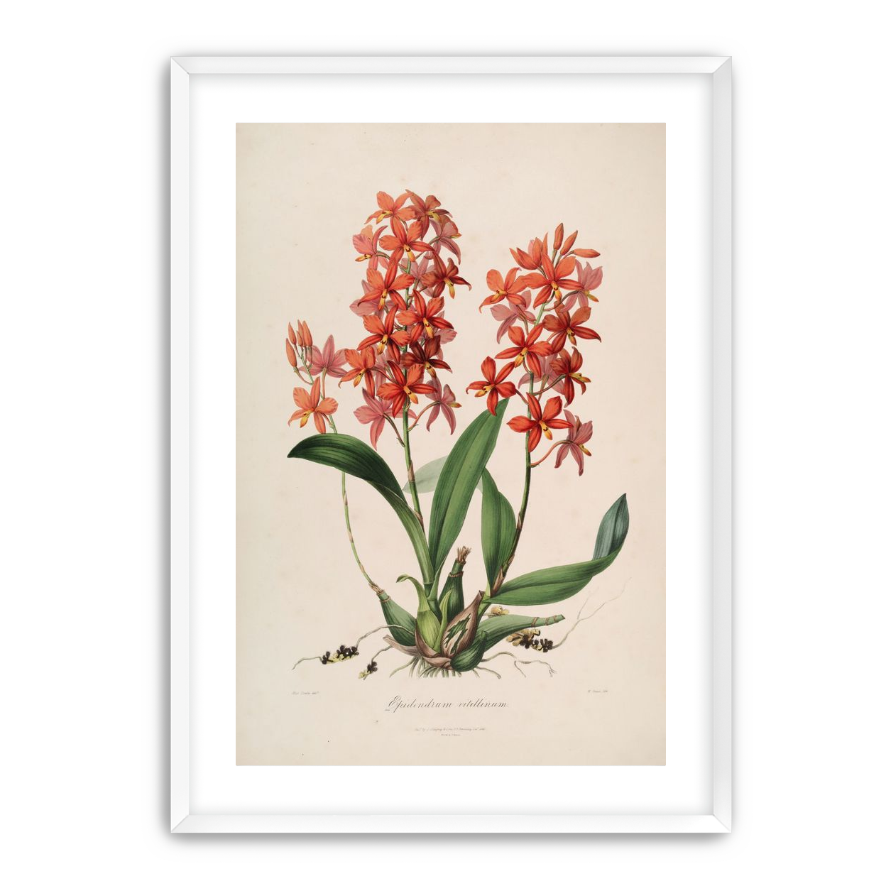 Red orchids on white paper