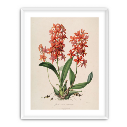 Red orchids on white paper
