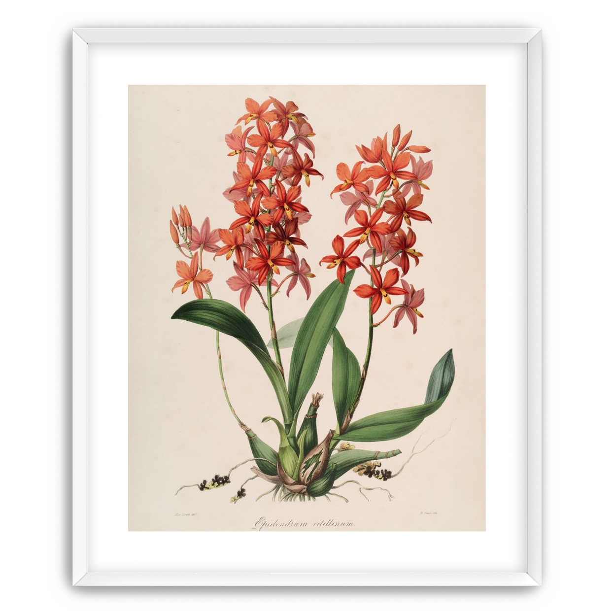 Red orchids on white paper