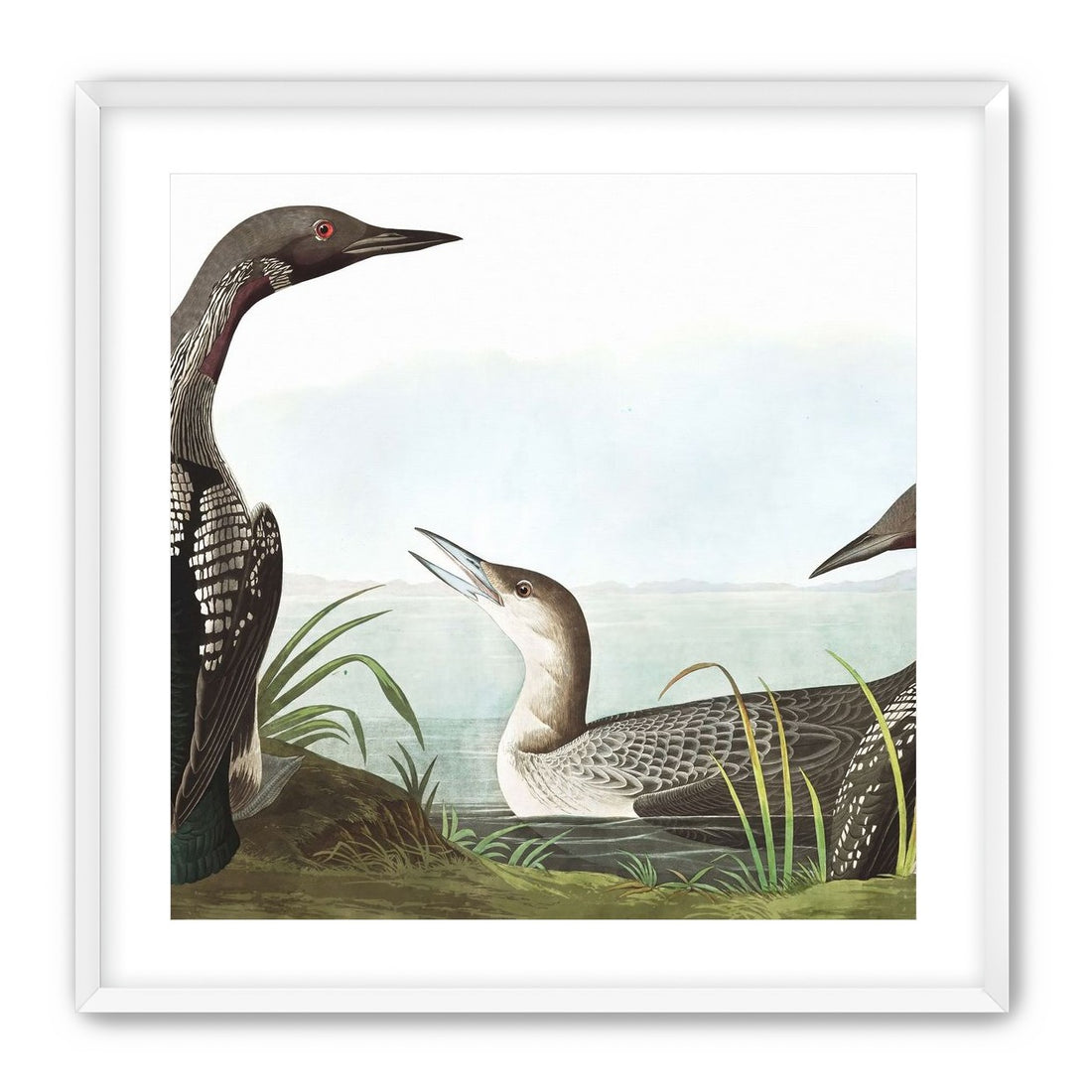 Black Throated Diver