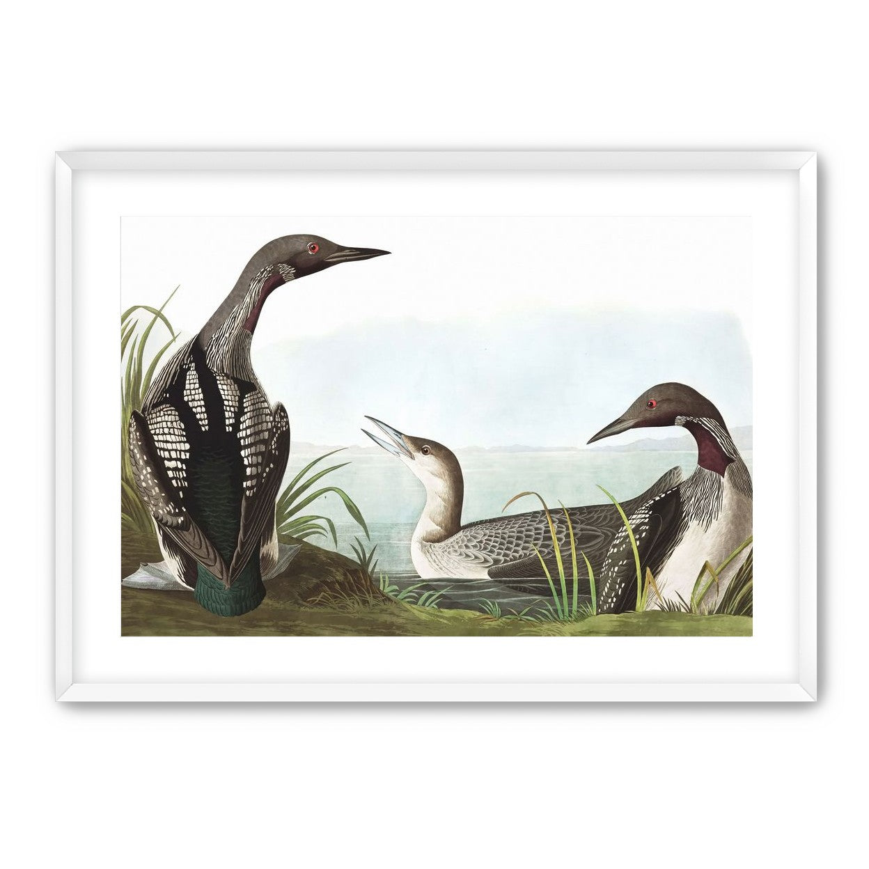 Black Throated Diver