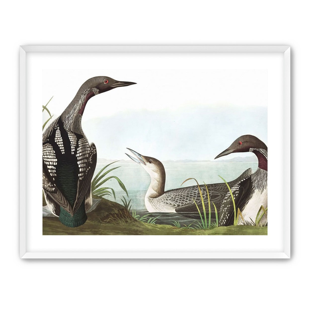 Black Throated Diver