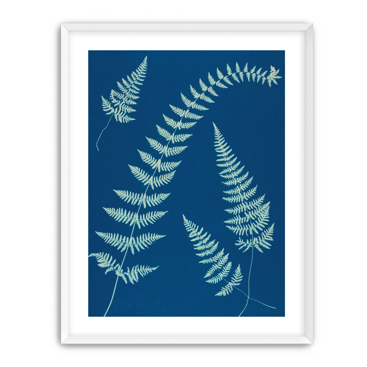 Fern shadows in blue
