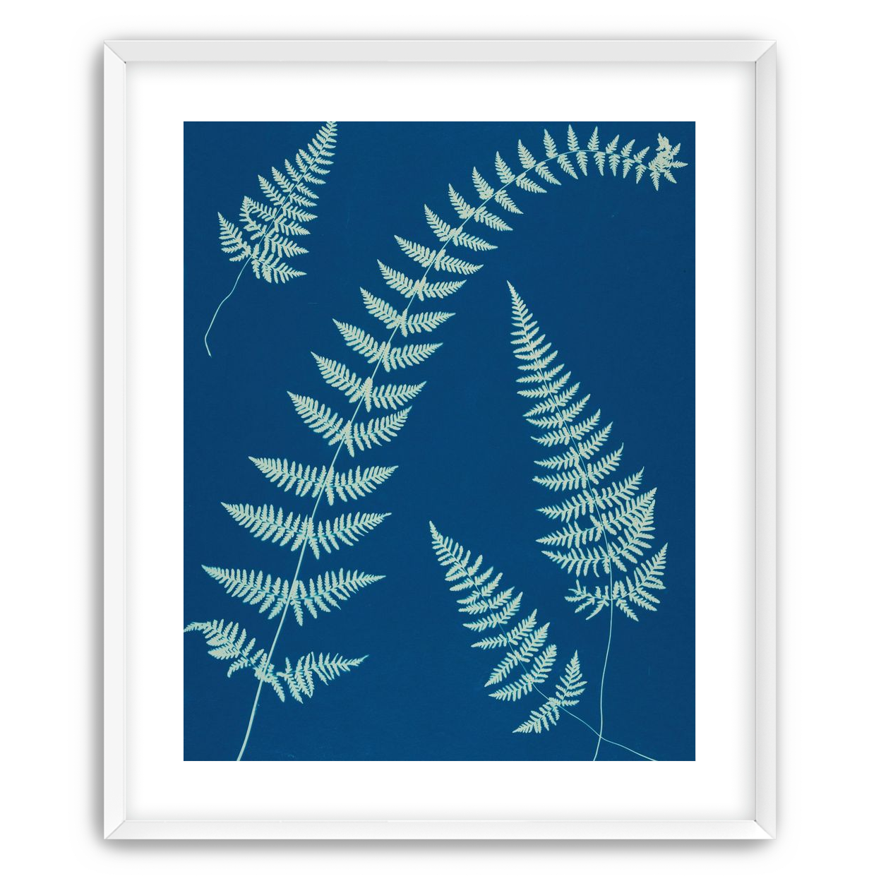 Fern shadows in blue