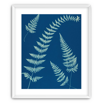 Fern shadows in blue
