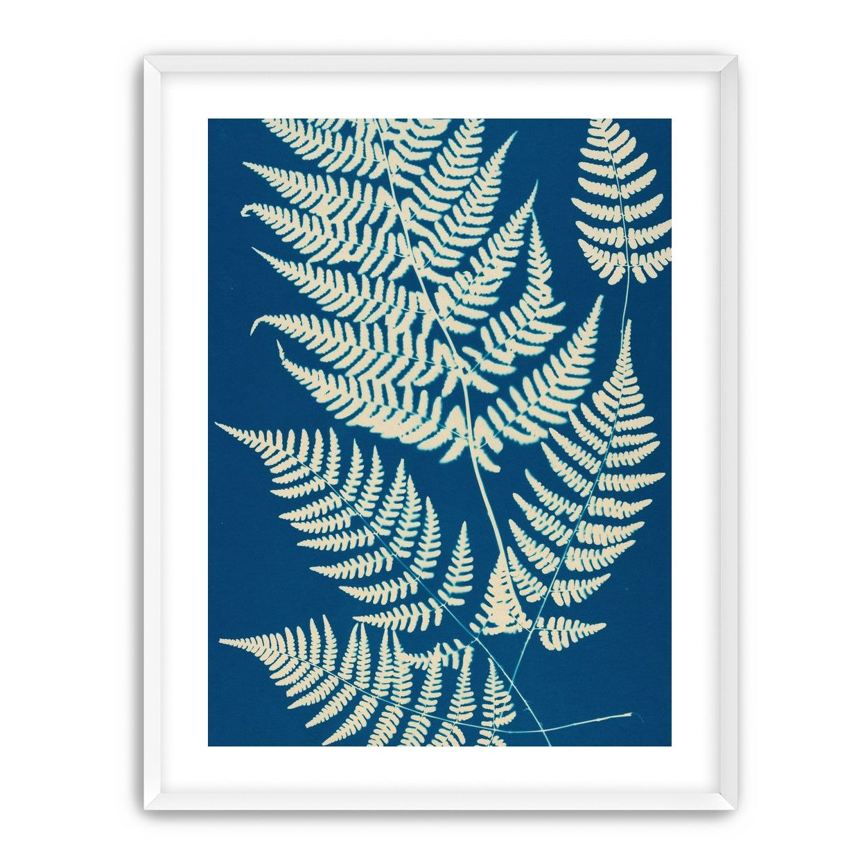 Ferns crossing blue field
