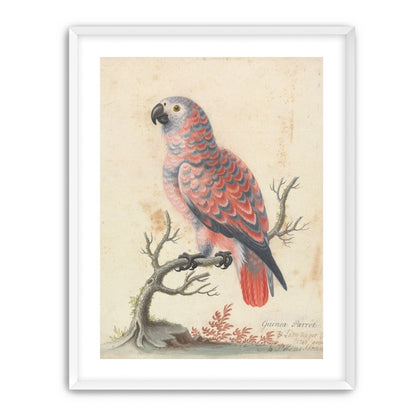 Parrot among bare branches