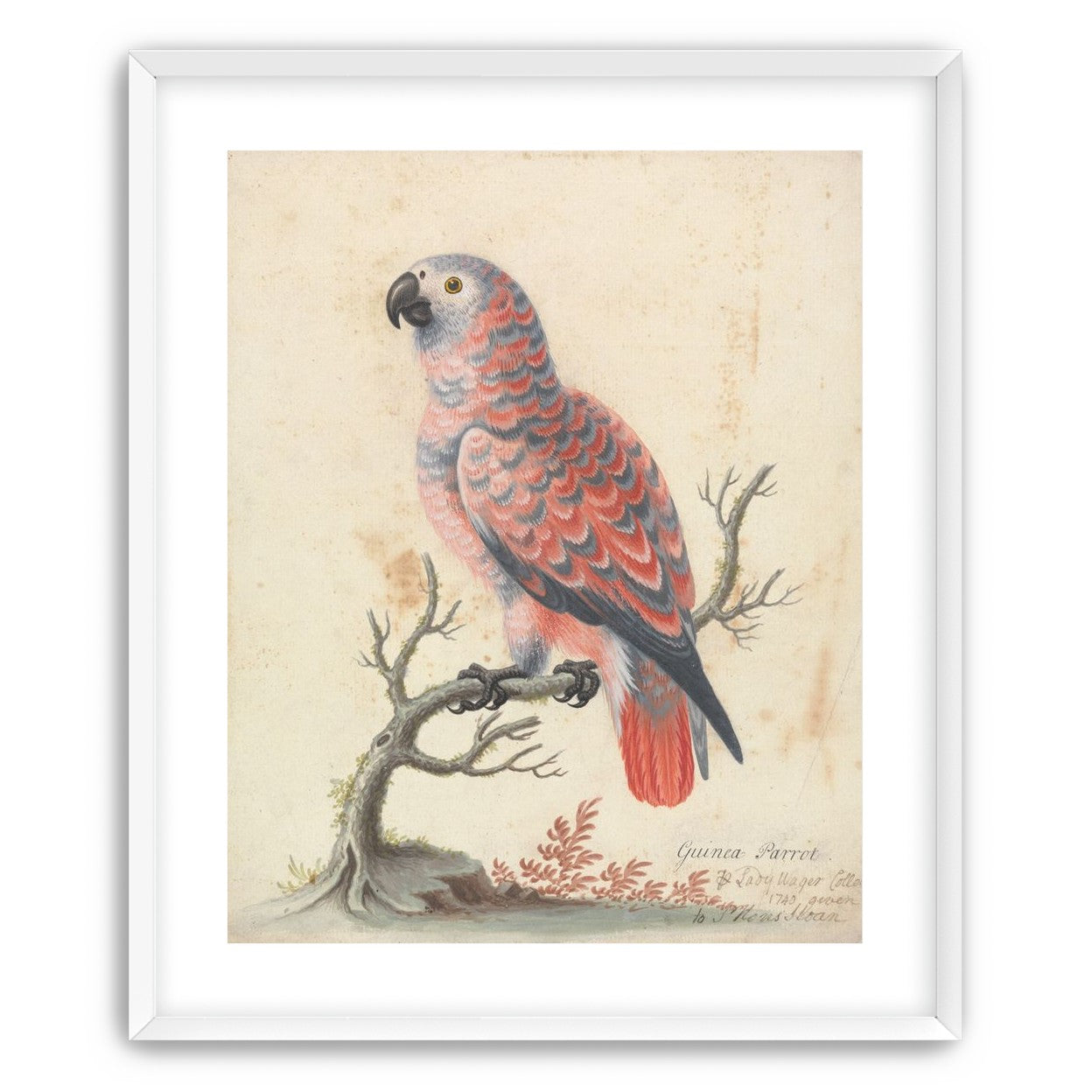 Parrot among bare branches