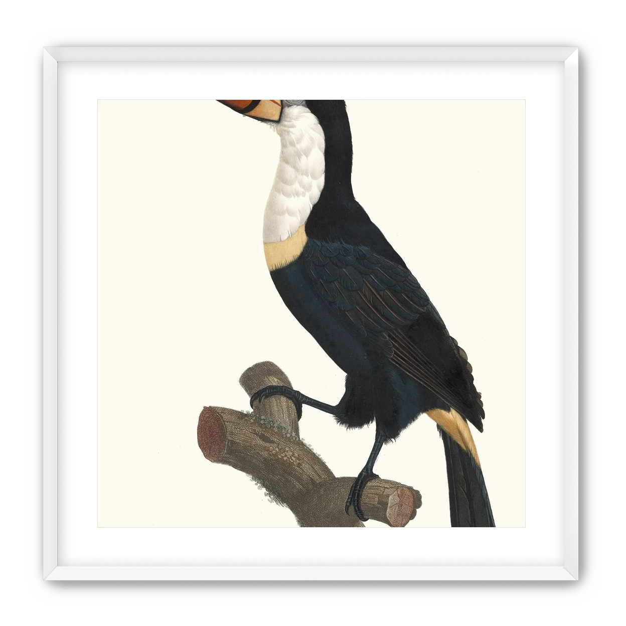 Hornbill on cut branch