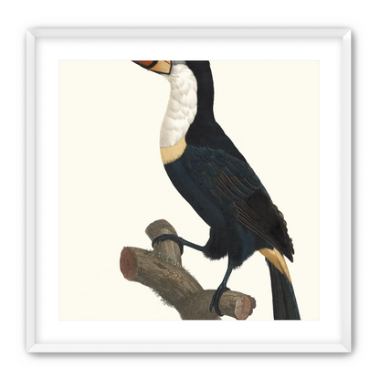 Hornbill on cut branch
