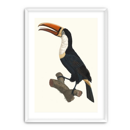 Hornbill on cut branch