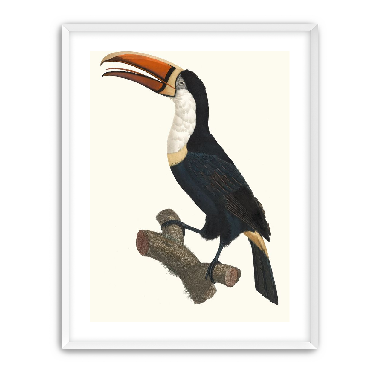 Hornbill on cut branch