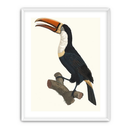 Hornbill on cut branch