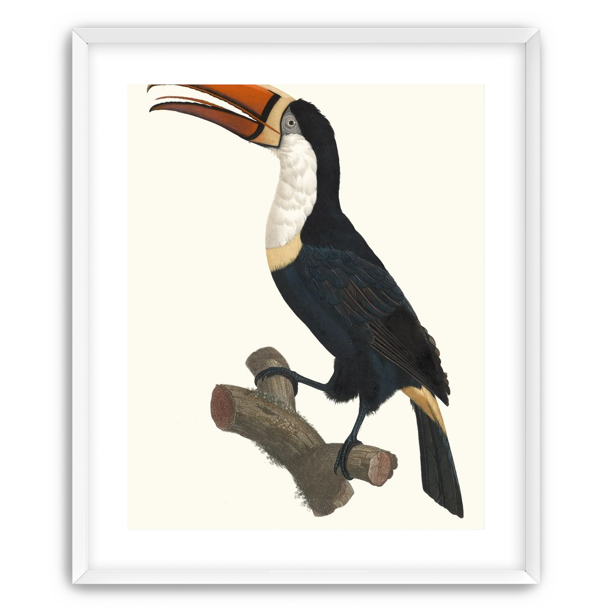 Hornbill on cut branch