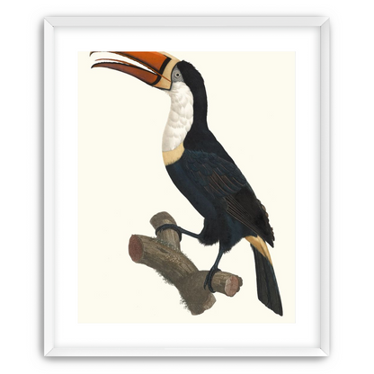 Hornbill on cut branch