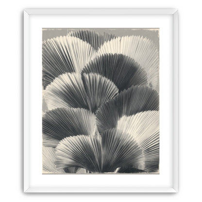 Ginkgo leaves in shadow