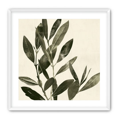 Dark leaves on pale field