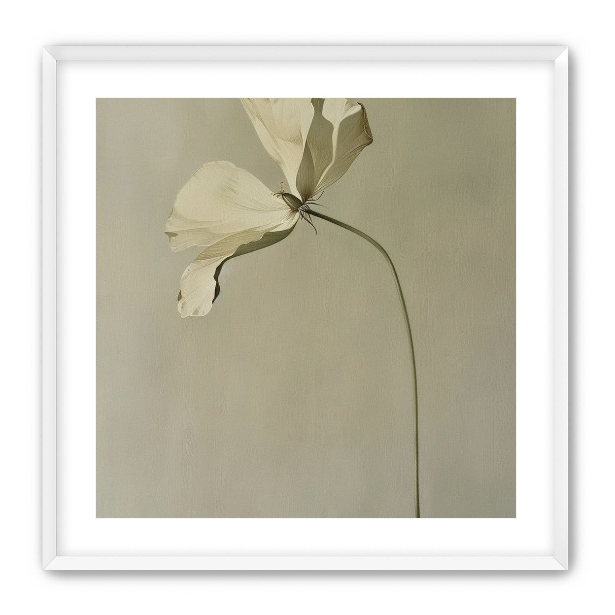 Cream petals in gray green air