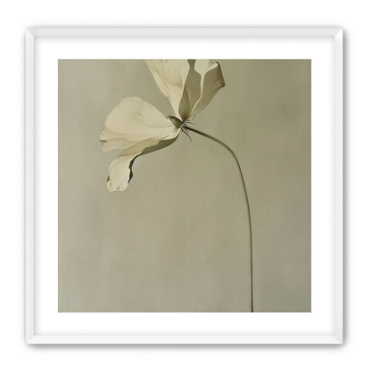 Cream petals in gray green air