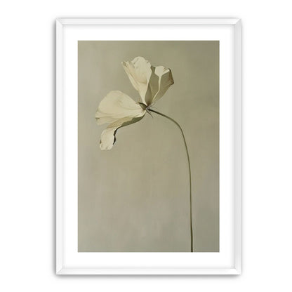 Cream petals in gray green air