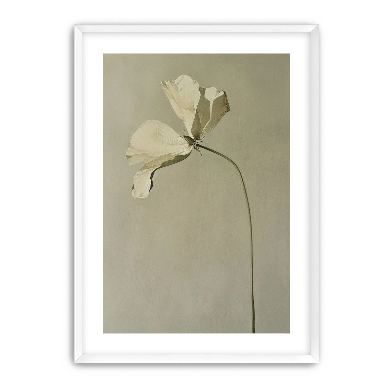 Cream petals in gray green air